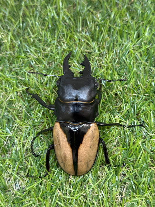 ブルマイスターツヤクワガタ　♂69.5mm単品