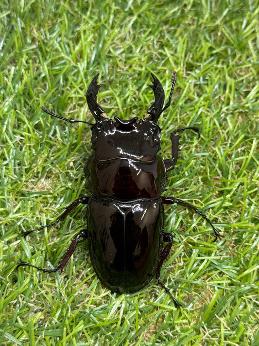 レギウスオオツヤクワガタ　♂65.8mm成虫ペア