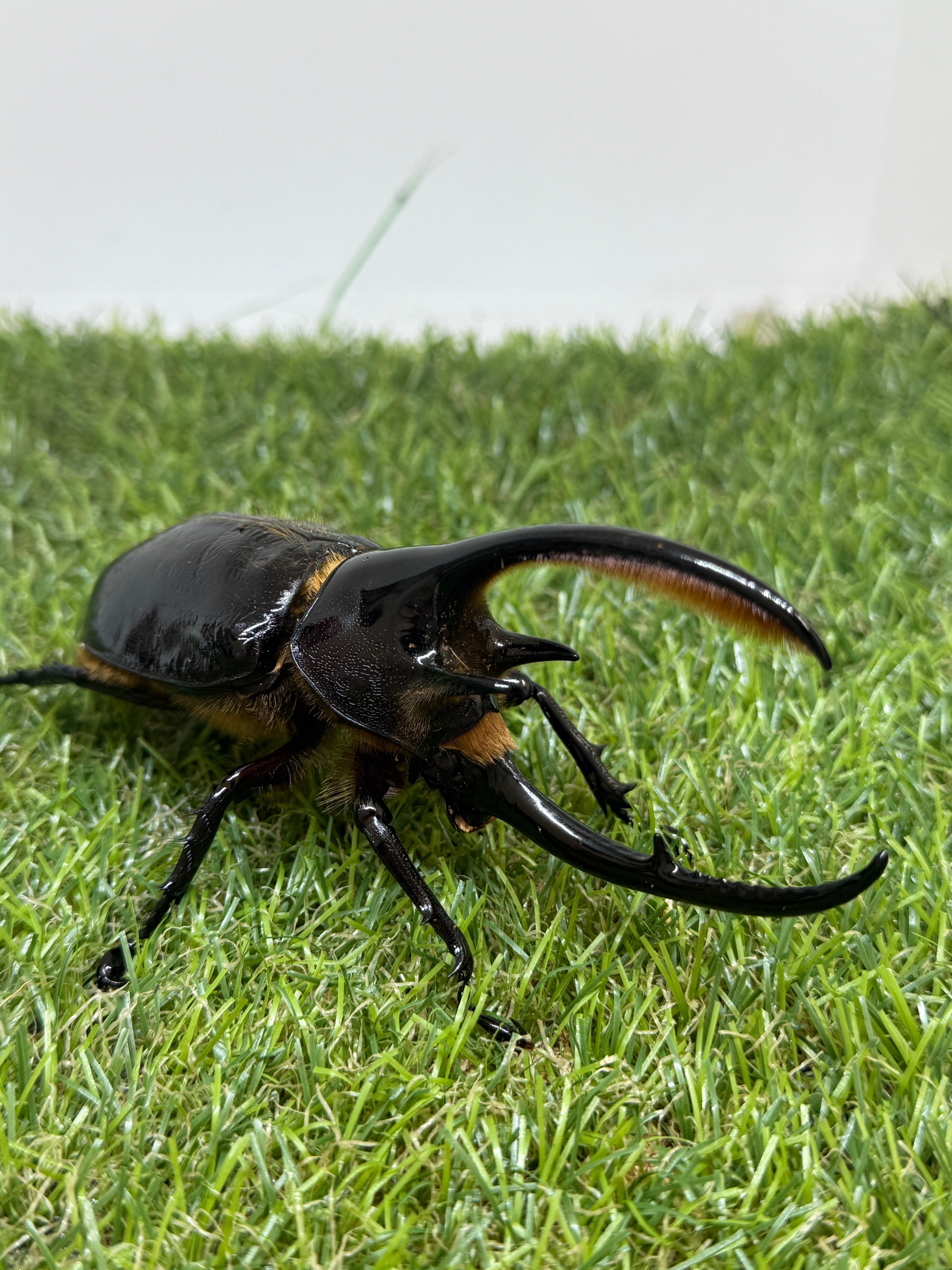 ネプチューンオオカブト ♂115mm成虫ペア – 昆虫ショップNexus