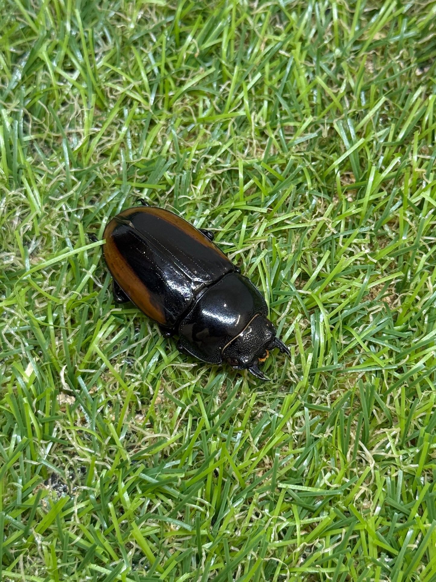 ハスタートノコギリクワガタ　♂61.8mm成虫ペア