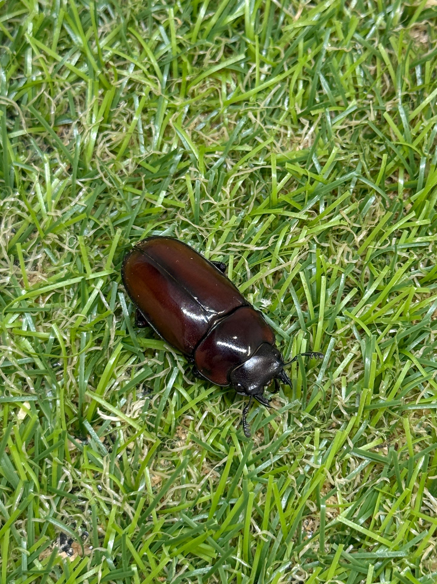 フスクスノコギリクワガタ　♂36.5mm成虫ペア