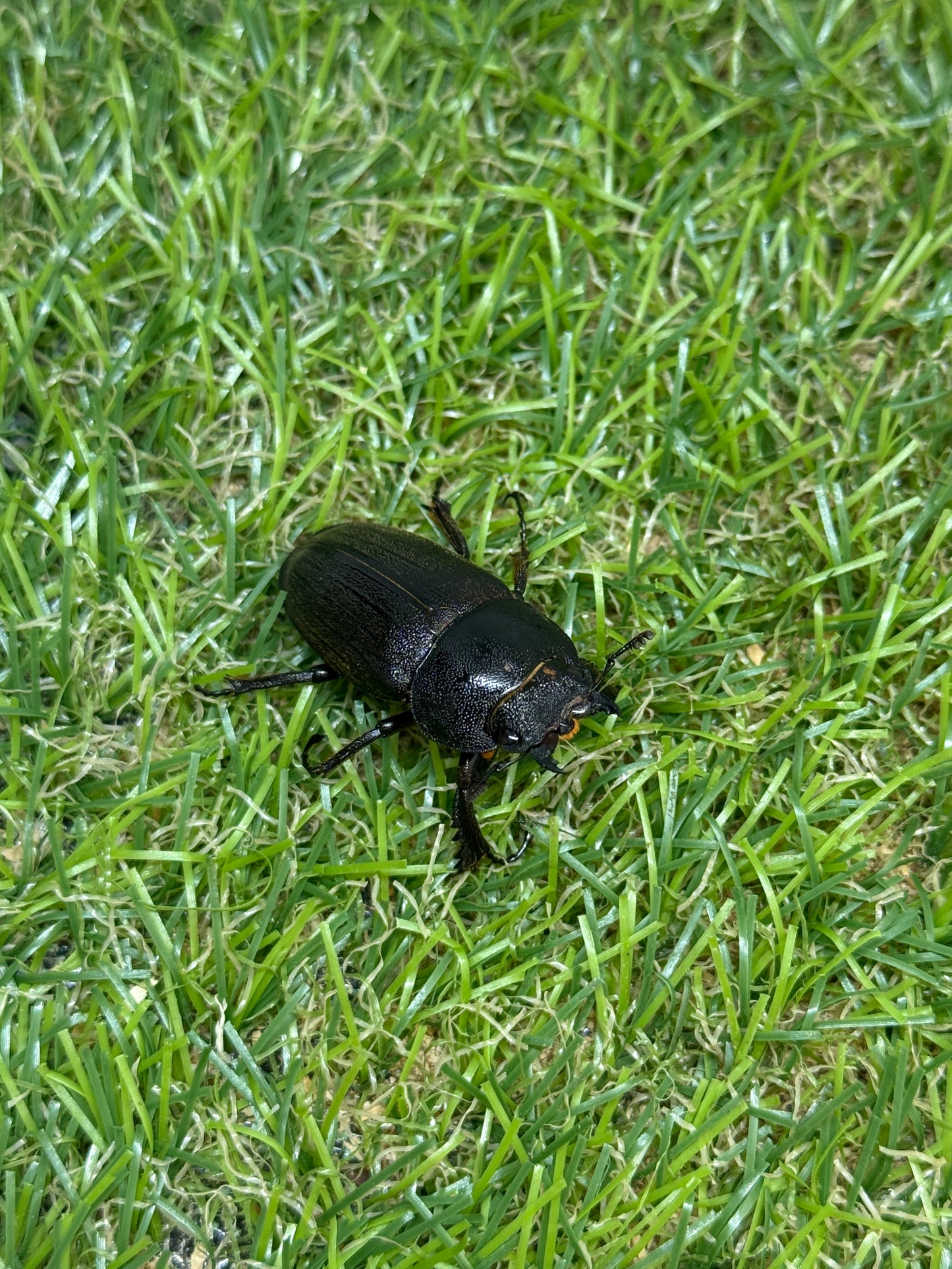アマミノコギリクワガタ ♂65.8mm成虫ペア