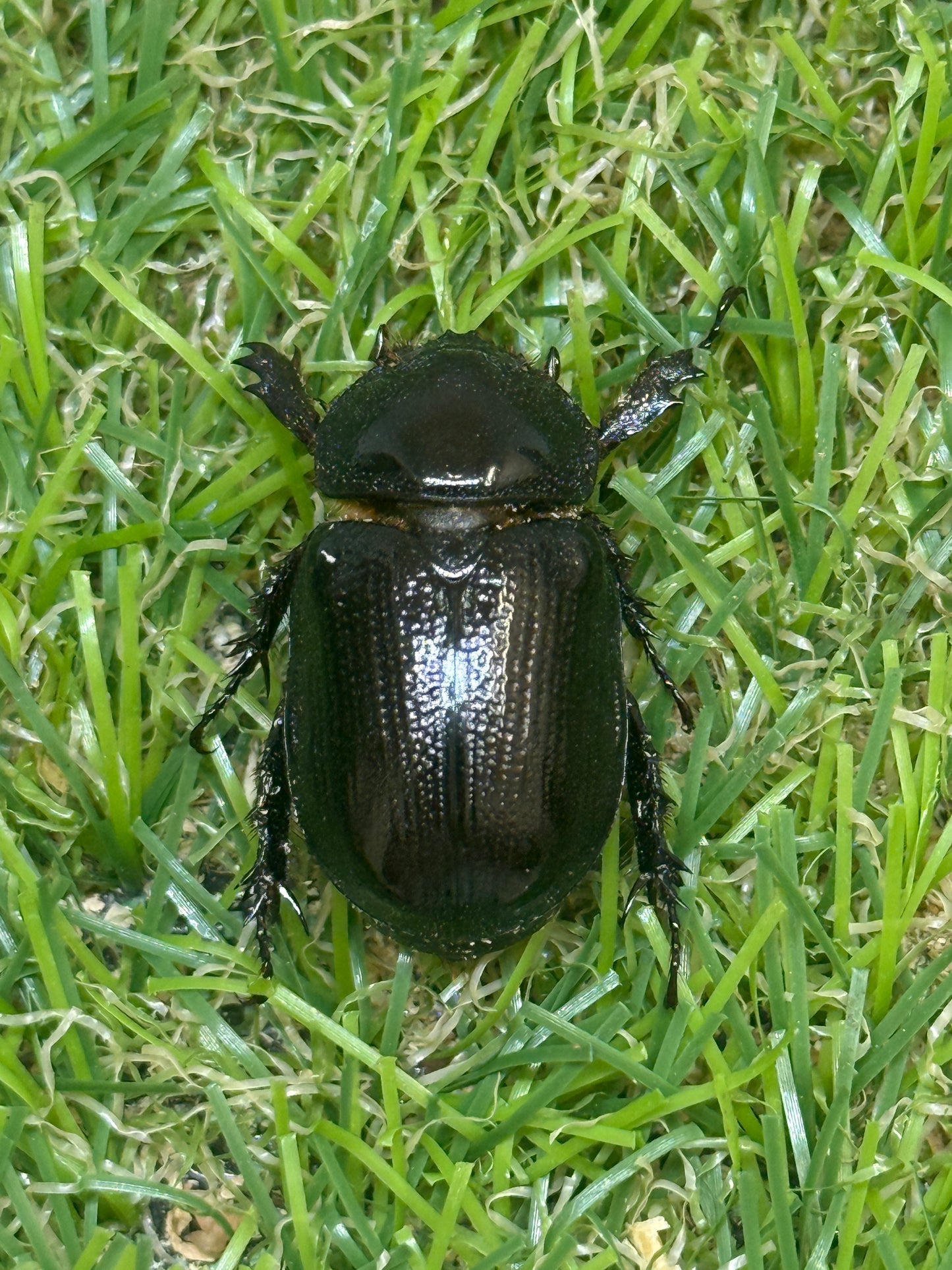 パラタスサスマタサイカブト　♂freeサイズ成虫ペア