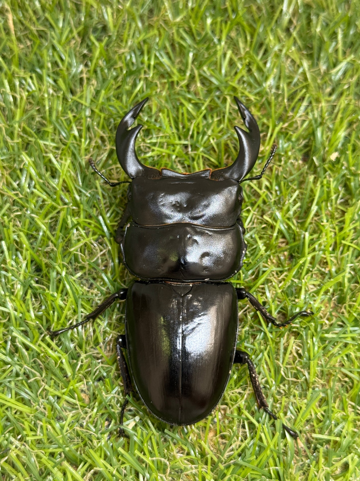 インド アンタエウスオオクワガタ　♂81.5mm成虫ペア