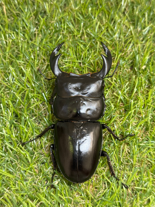 インド アンタエウスオオクワガタ　♂81.5mm成虫ペア