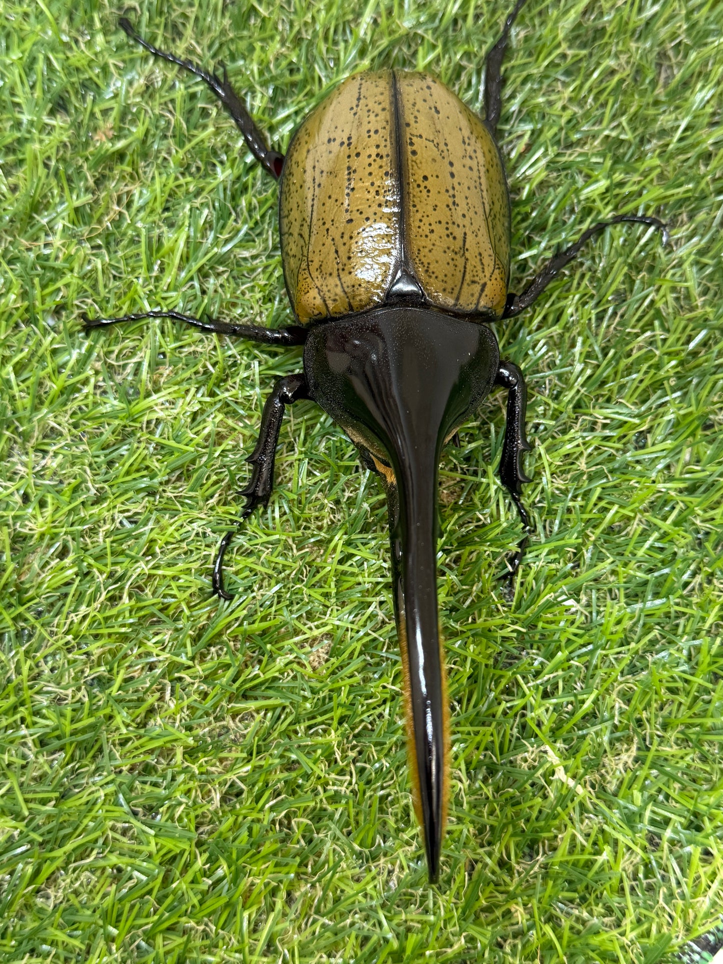 DH･ヘラクレス　♂138mm単品