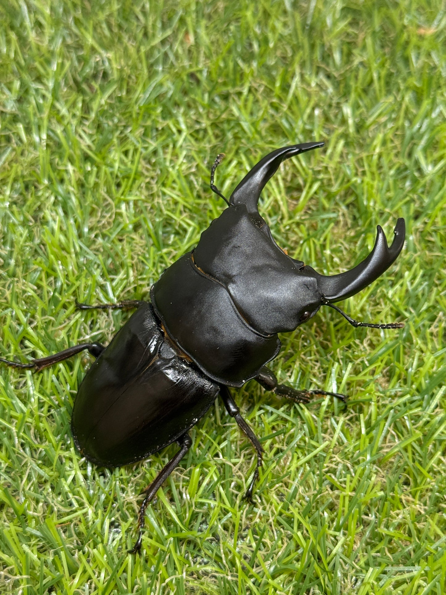 オオクワガタ 能勢YG　♂81mm成虫ペア