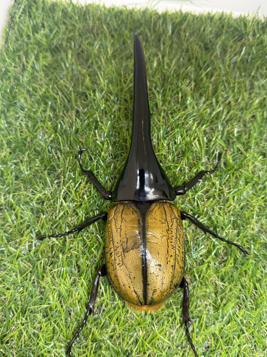 DH･ヘラクレス　♂155mm成虫ペア