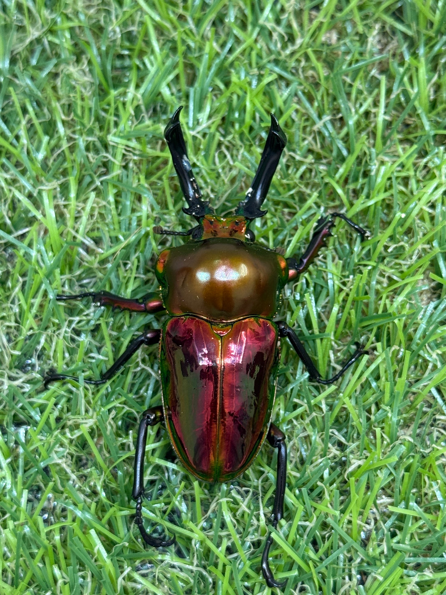 ニジイロクワガタ(レッド系)　♂52.5mm成虫ペア