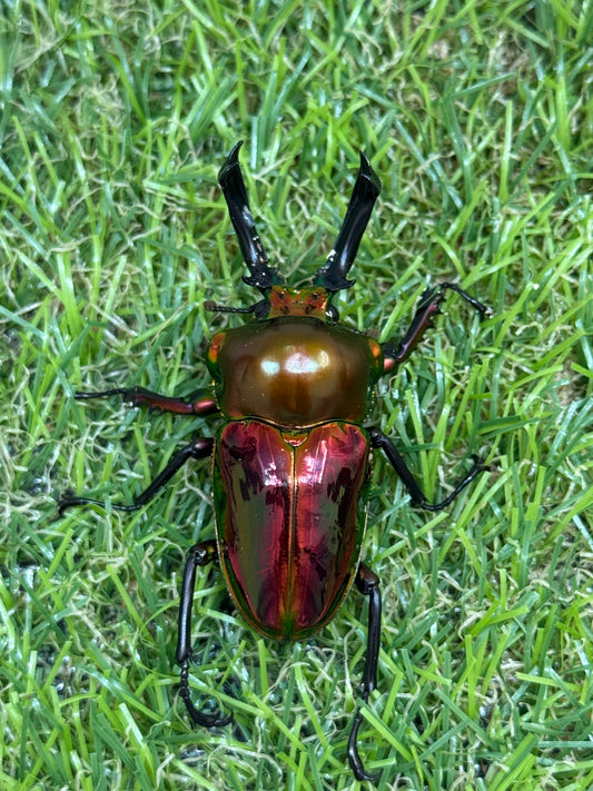 ニジイロクワガタ(レッド系)　♂52.5mm成虫ペア