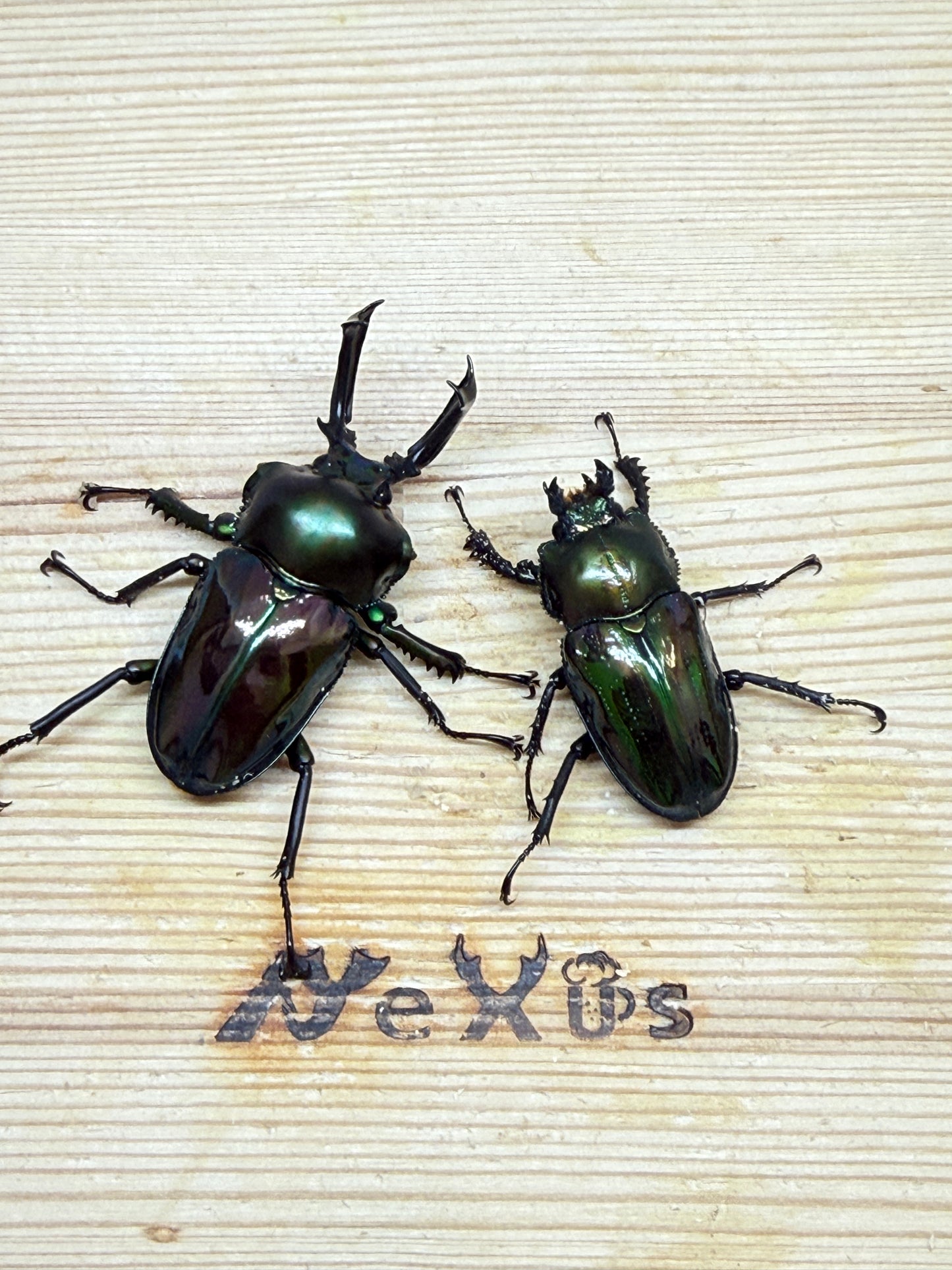 ニジイロクワガタ　♂50mm成虫ペア