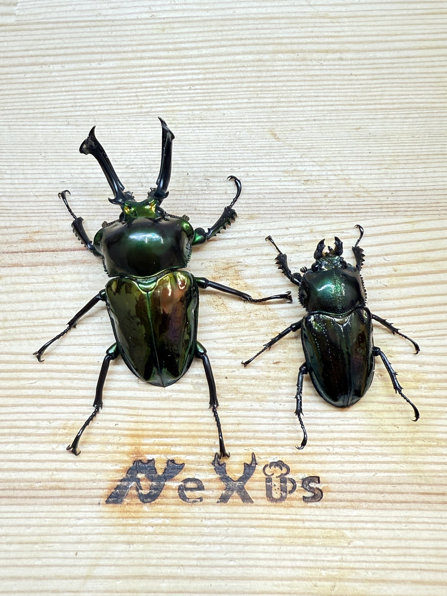 ニジイロクワガタ(グリーン系)　♂58mm成虫ペア
