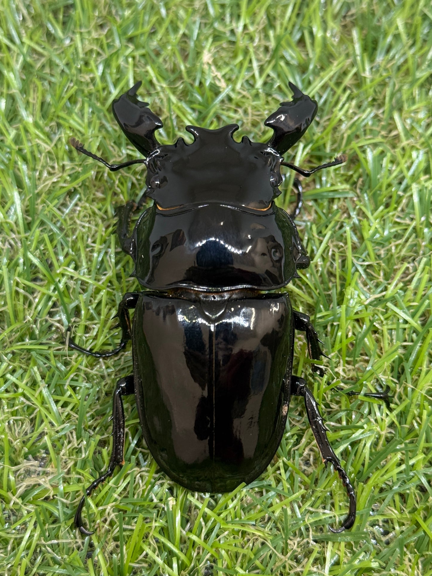 タランドゥスオオツヤクワガタ　♂78mm成虫ペア