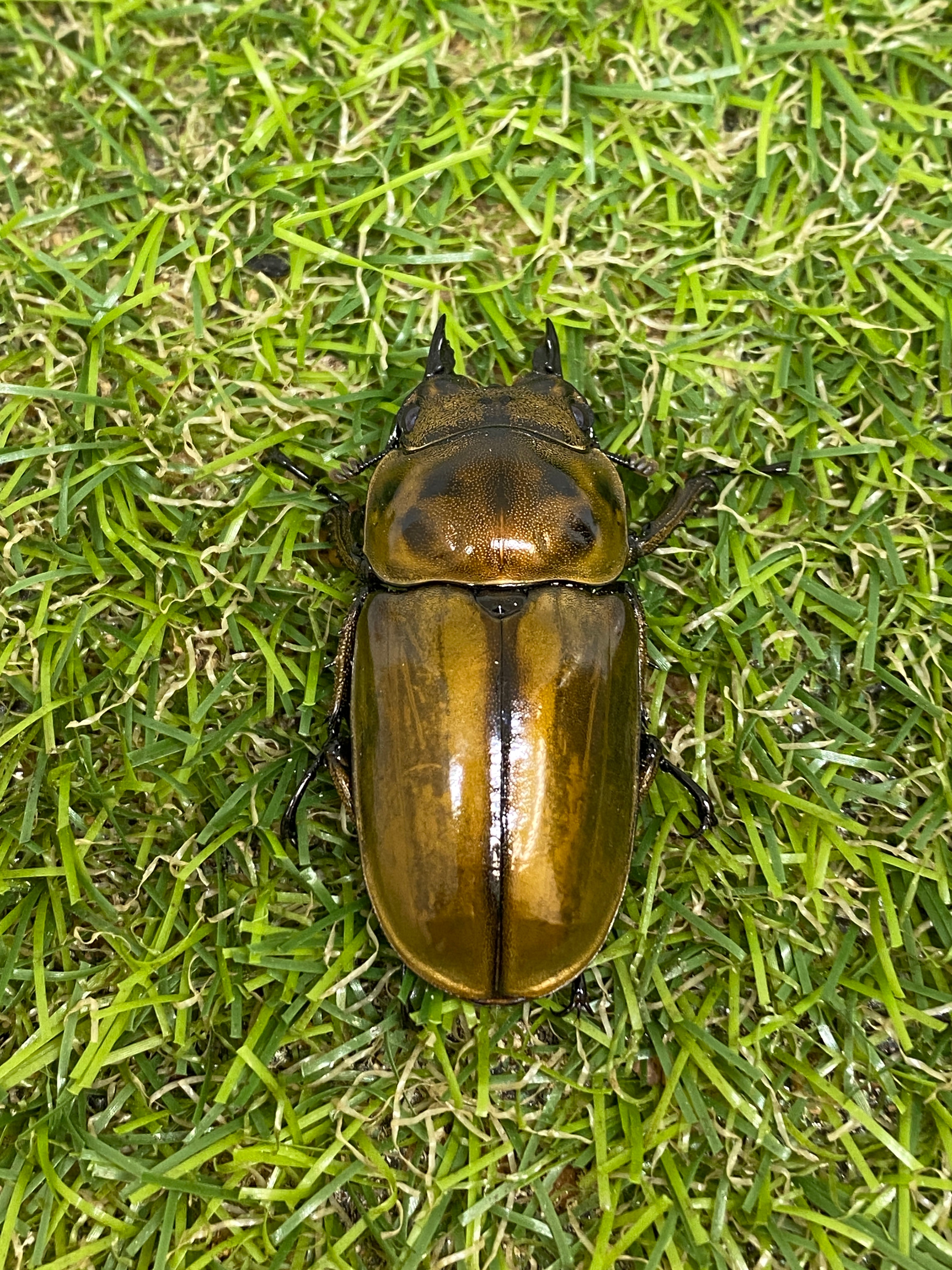 タイ産 オウゴンオニクワガタ ♂70mm成虫ペア – 昆虫ショップNexus