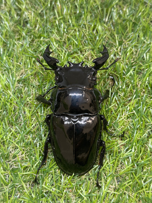 タランドゥスオオツヤクワガタ　♂78mm成虫ペア