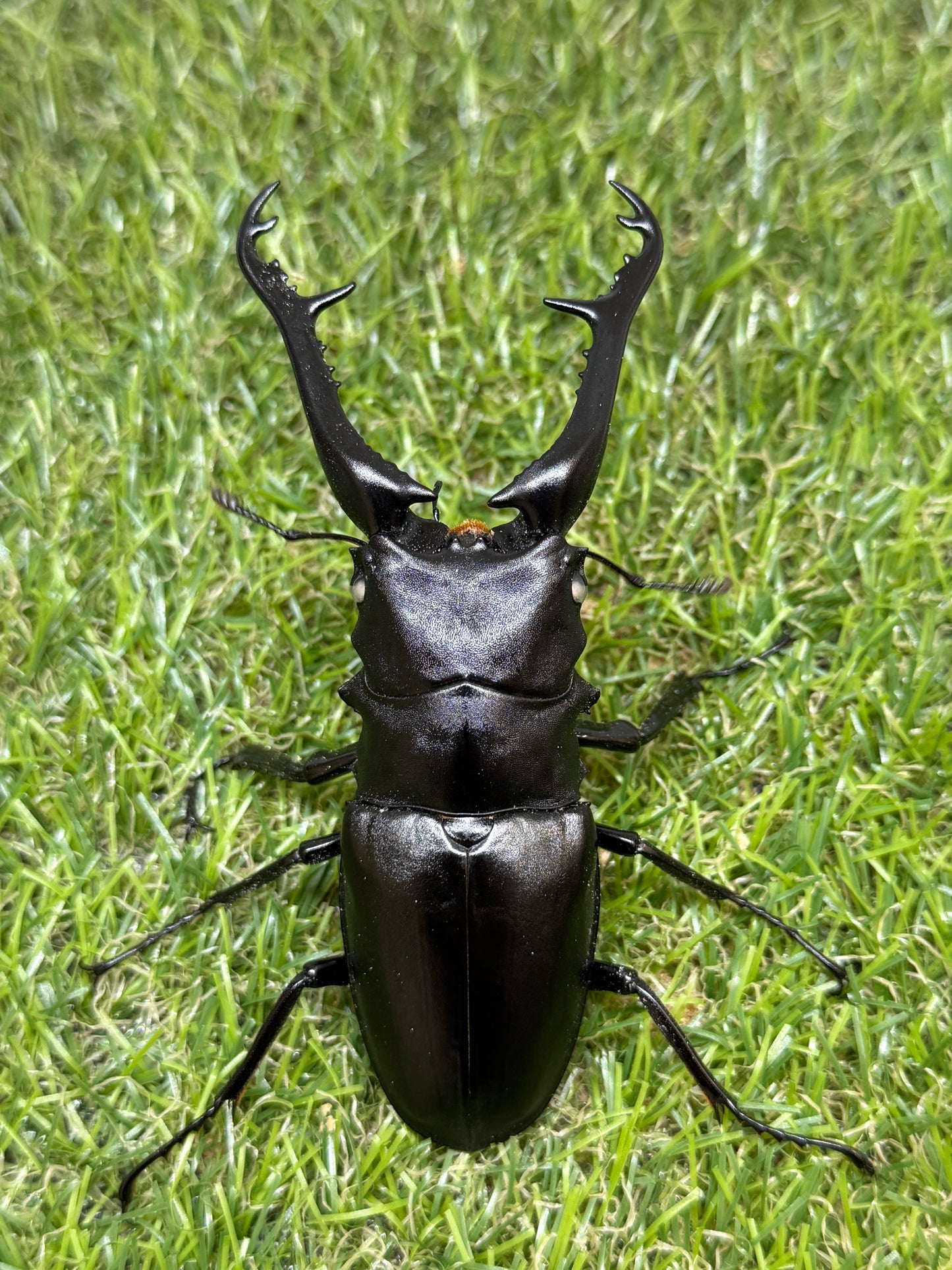 ギラファノコギリクワガタ(ホワイトアイ血統) ♂102.6mm成虫ペア