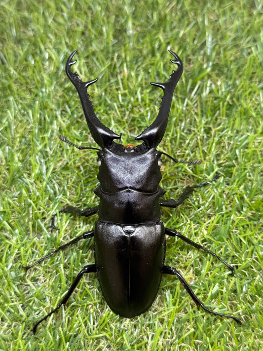 ギラファノコギリクワガタ(ホワイトアイ血統) ♂102.6mm成虫ペア