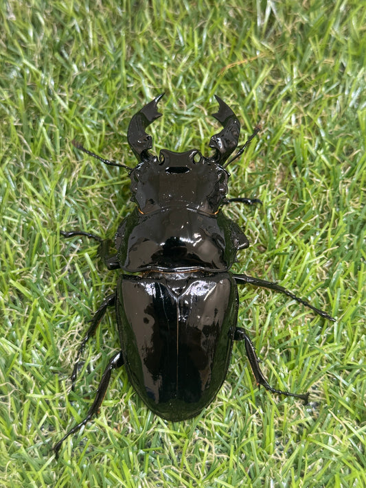 タランドゥスオオツヤクワガタ　♂83mm成虫ペア