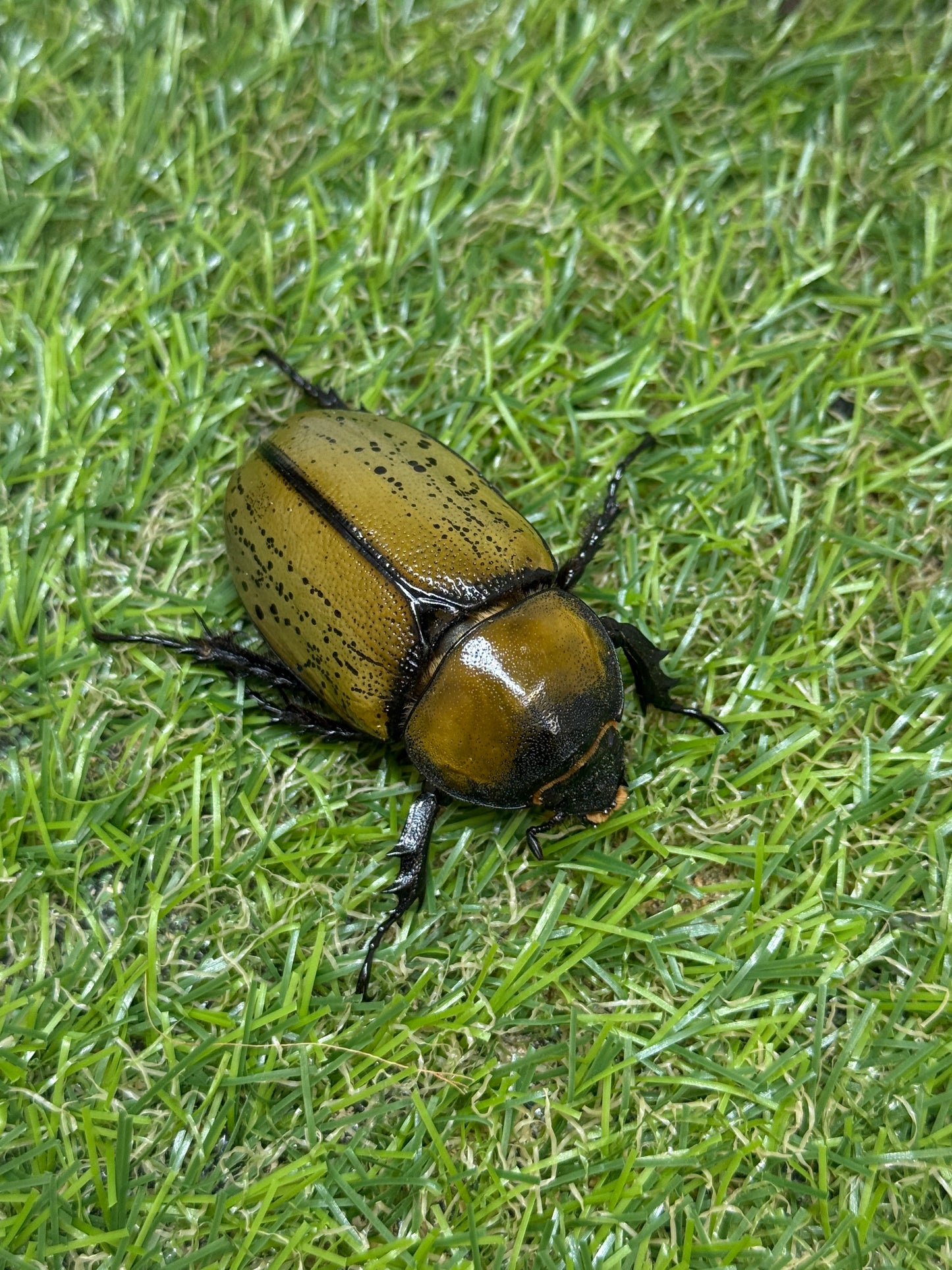 ティティウスシロカブト　♂64mm成虫ペア