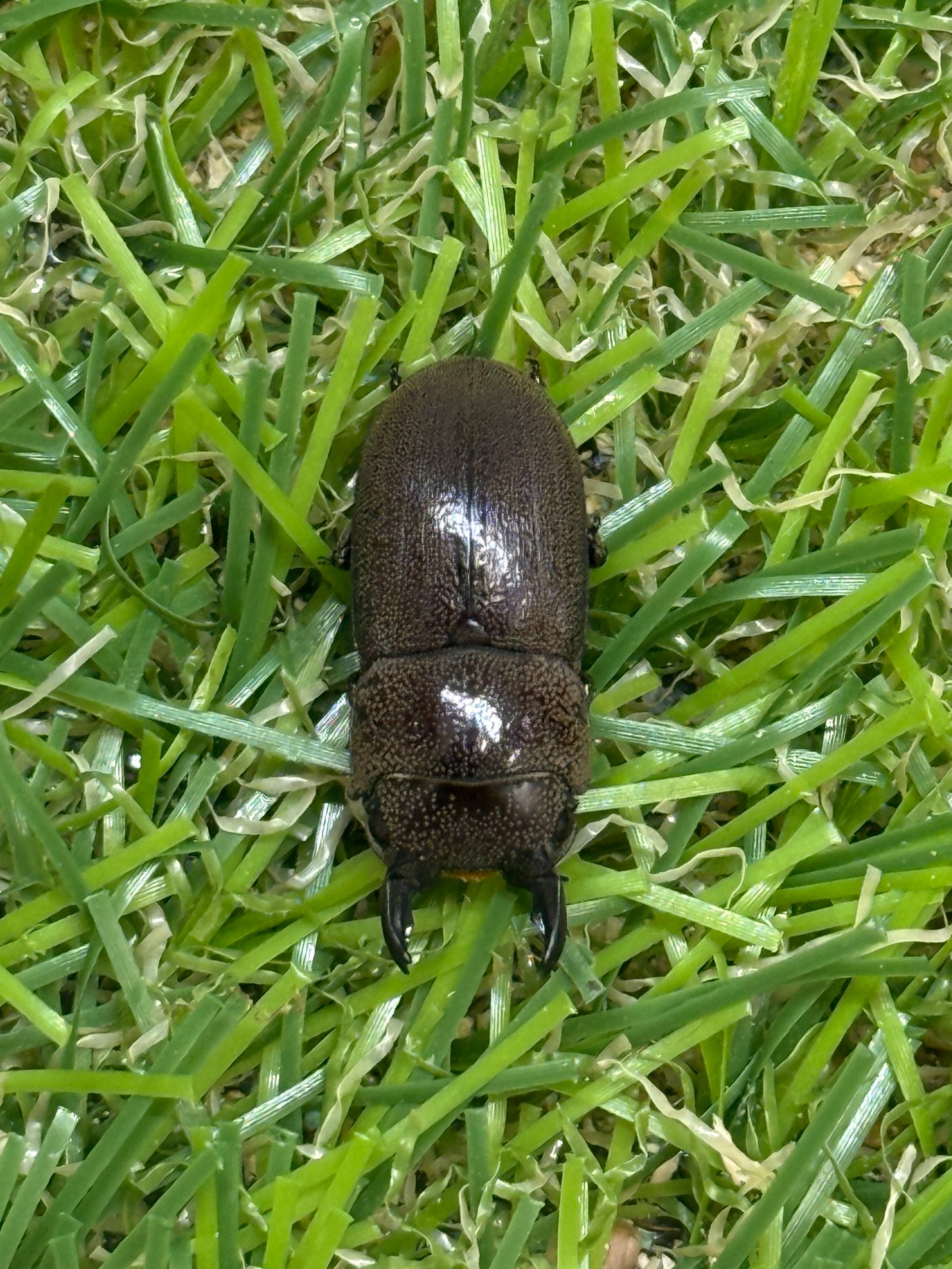 ヒメヒラタクワガタ　♂freeサイズ成虫ペア