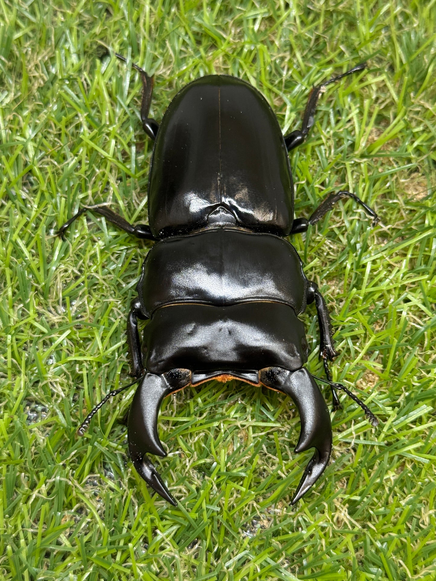 インドアンタエウスオオクワガタ　♂81mm単品