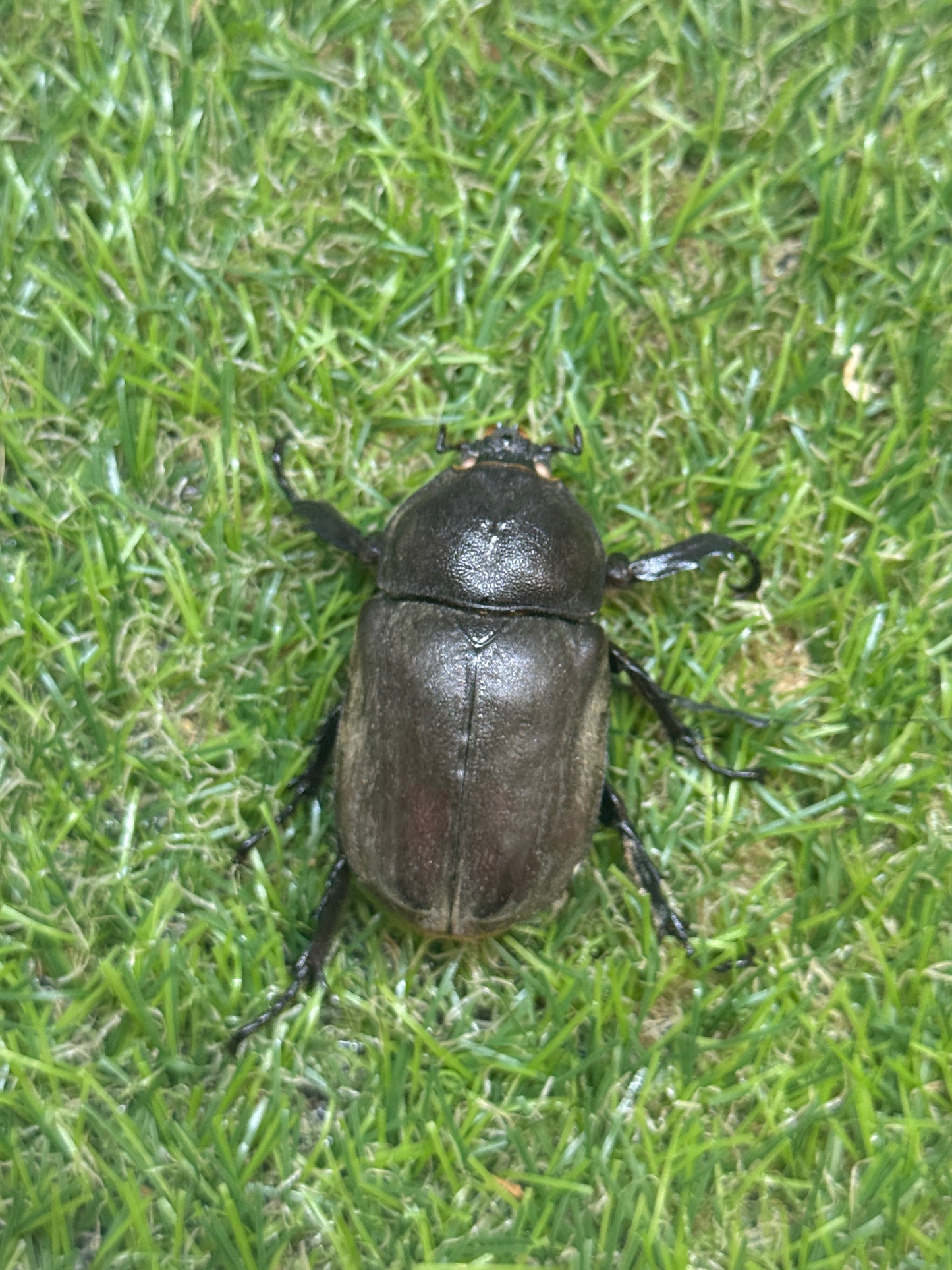 カブトムシ(ホワイトアイ血統)　サイズfree成虫ペア