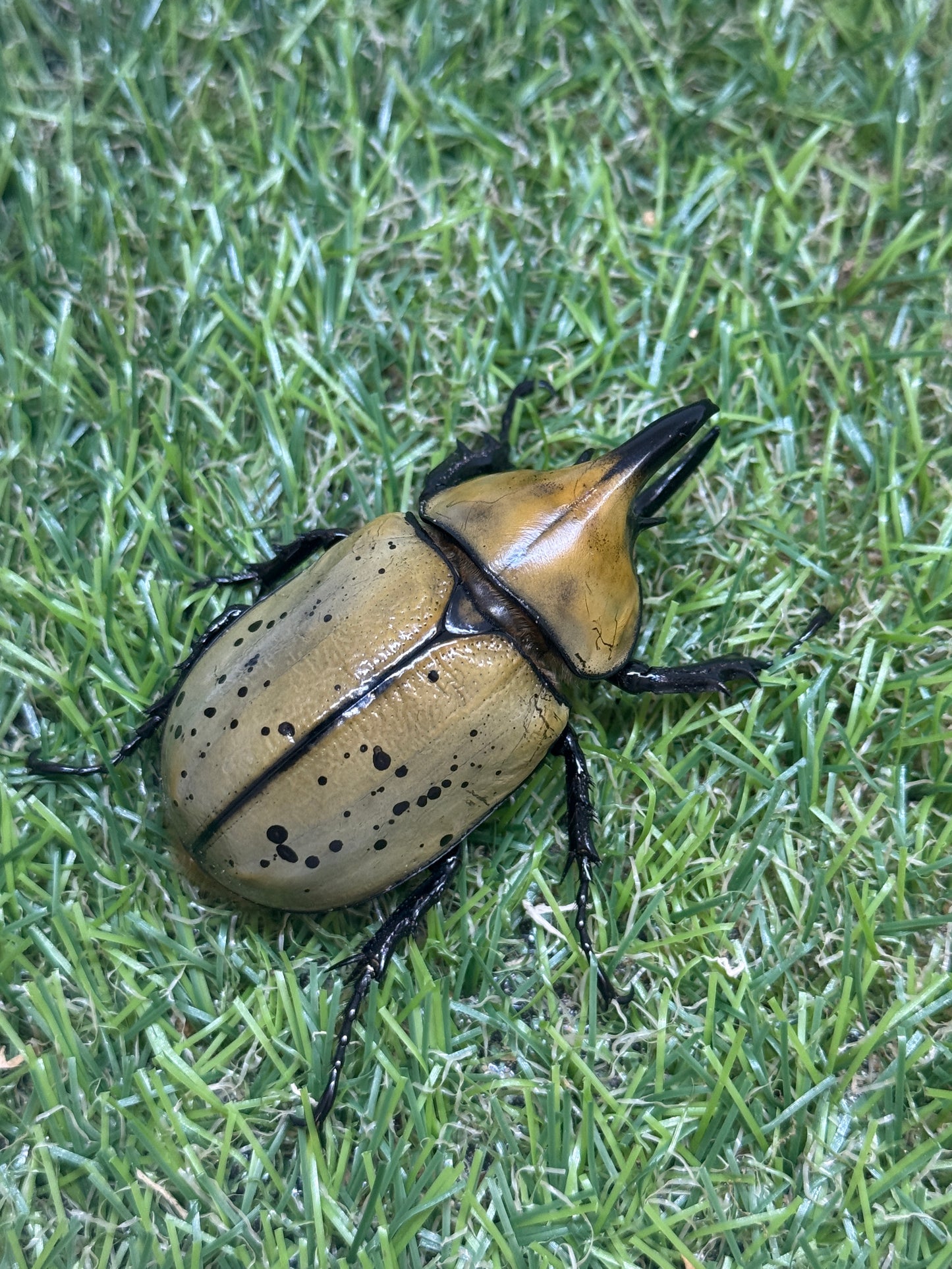 ティティウスシロカブト　♂59mm成虫ペア