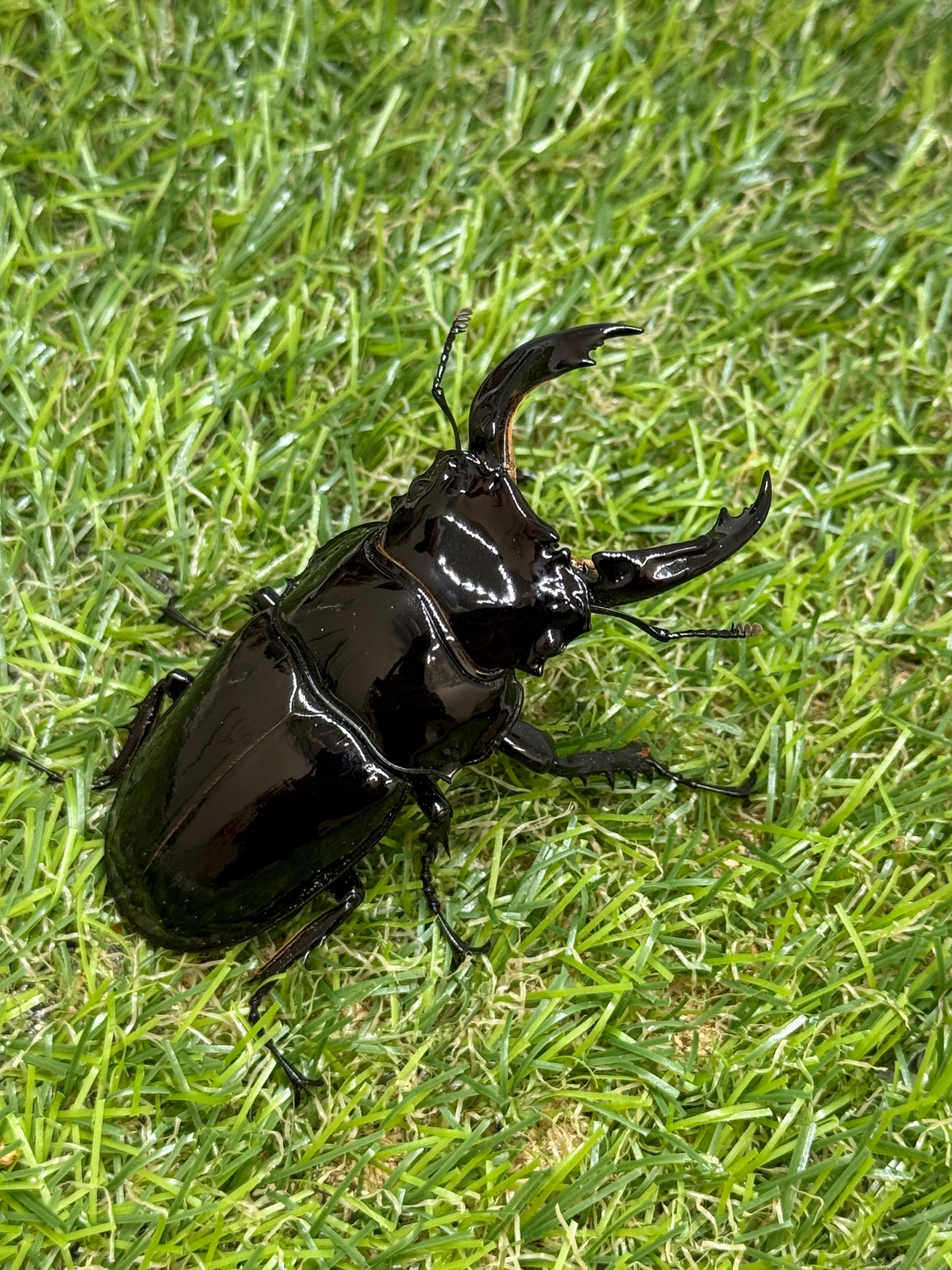 レギウスオオツヤクワガタ　♂72.5mm成虫ペア