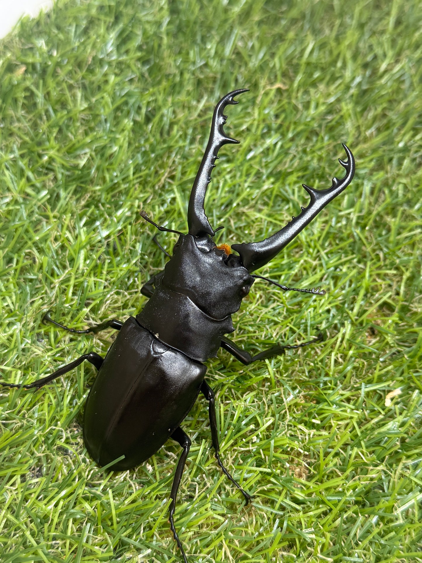 ギラファノコギリクワガタ　ケイスケ　♂93.5mm成虫ペア