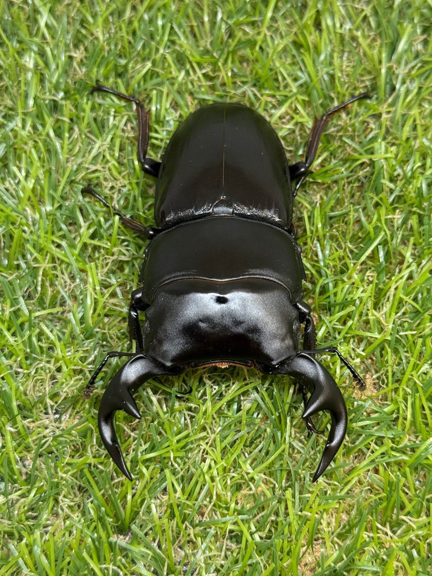 グランディスオオクワガタ　♂82mm成虫ペア