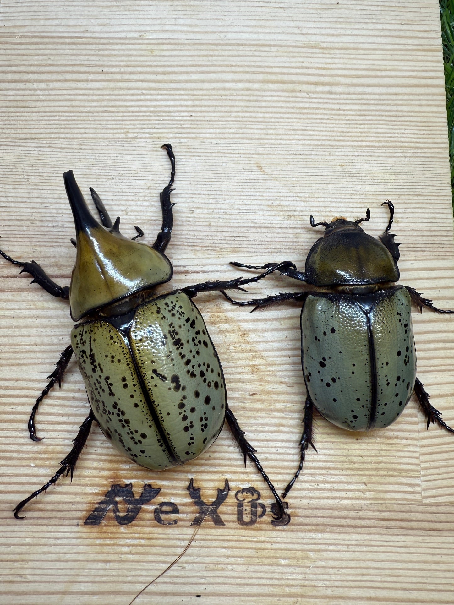 ティティウスシロカブト　♂65mm成虫ペア