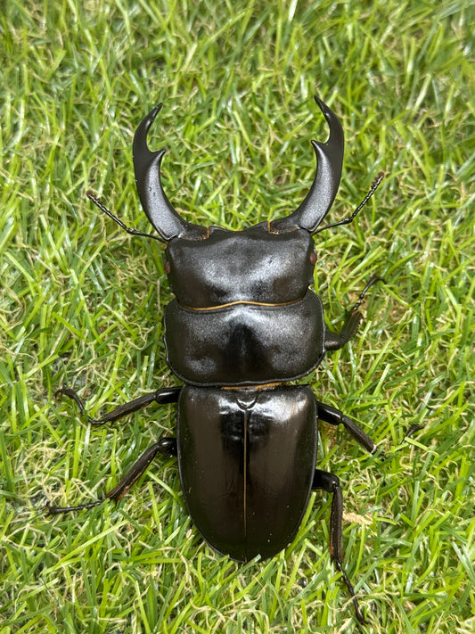 シェンクリンクオオクワガタ(レッドアイ血統)♂80mm成虫トリオ