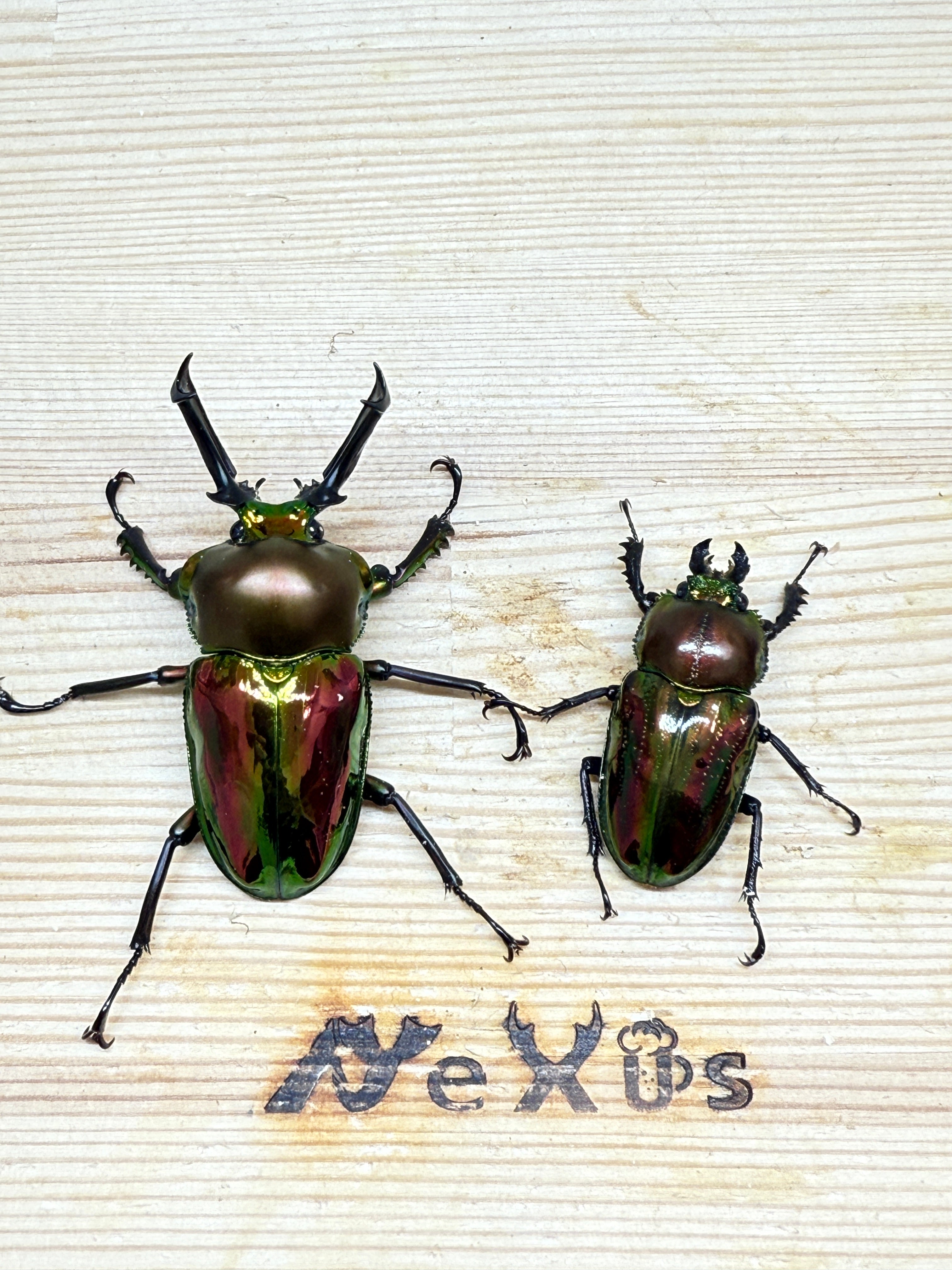 ニジイロクワガタ(レッド系) ♂52.9mm成虫ペア – 昆虫ショップNexus