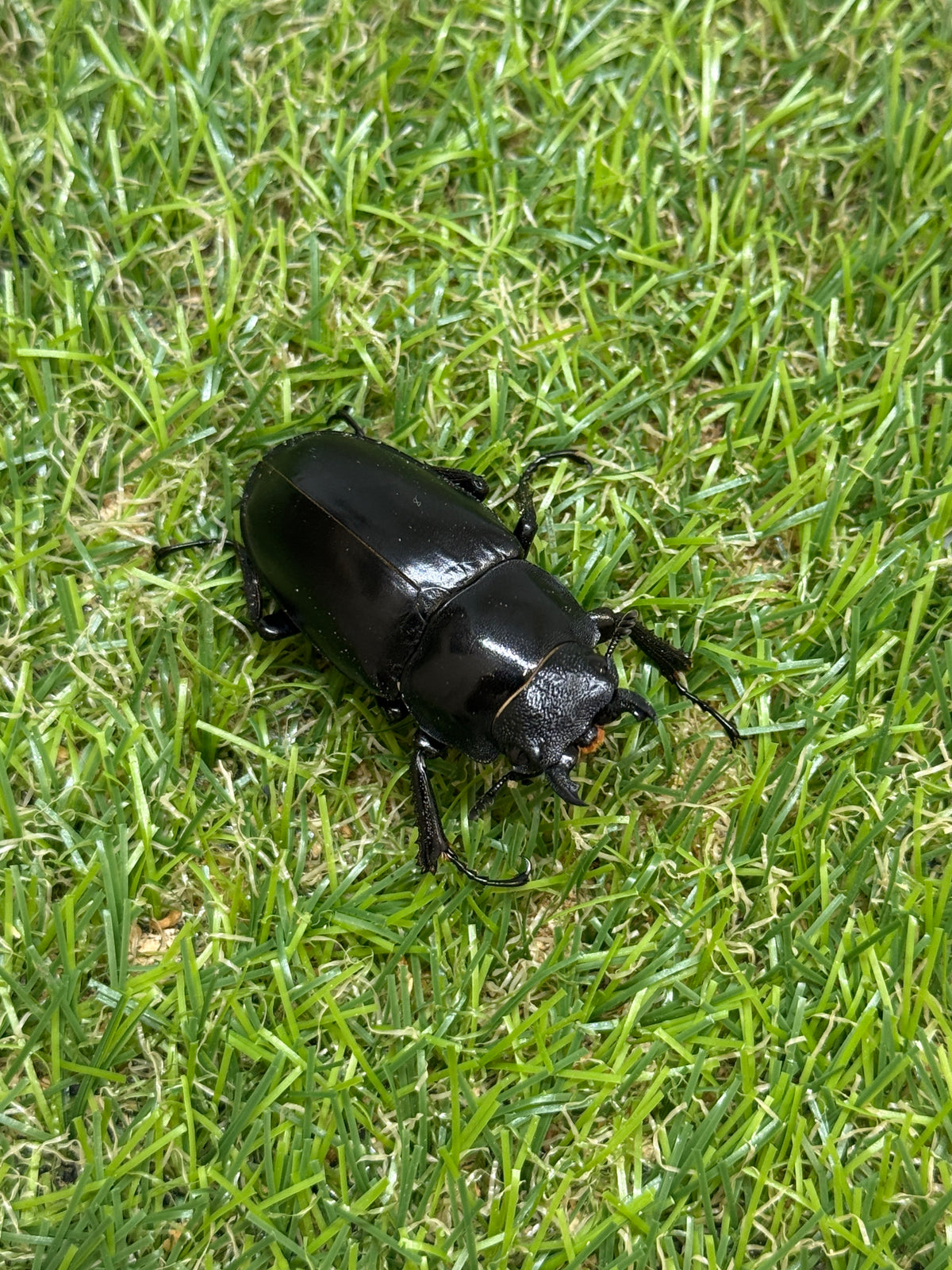 ギラファノコギリクワガタ ケイスケ ♂98.5mm成虫ペア