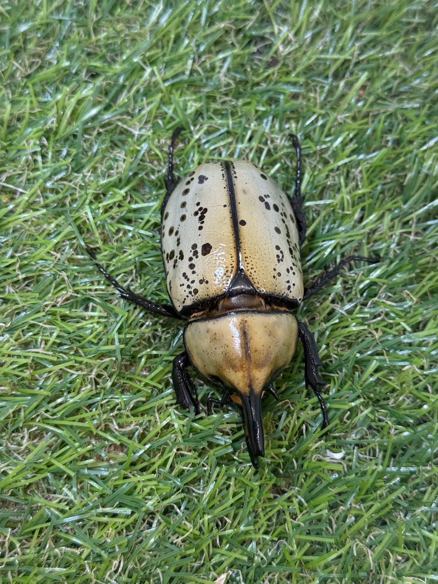 ティティウスシロカブト　♂64mm成虫ペア