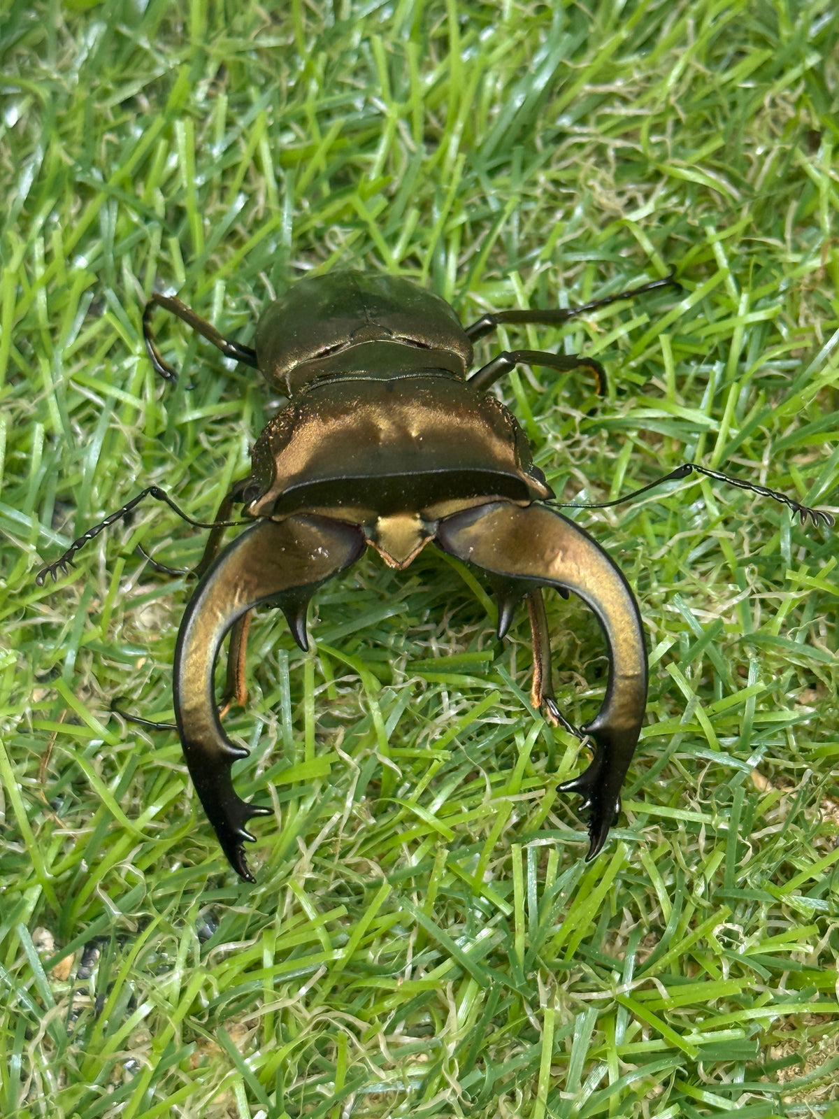 スペキオススホソアカクワガタ　♂58mm成虫ペア