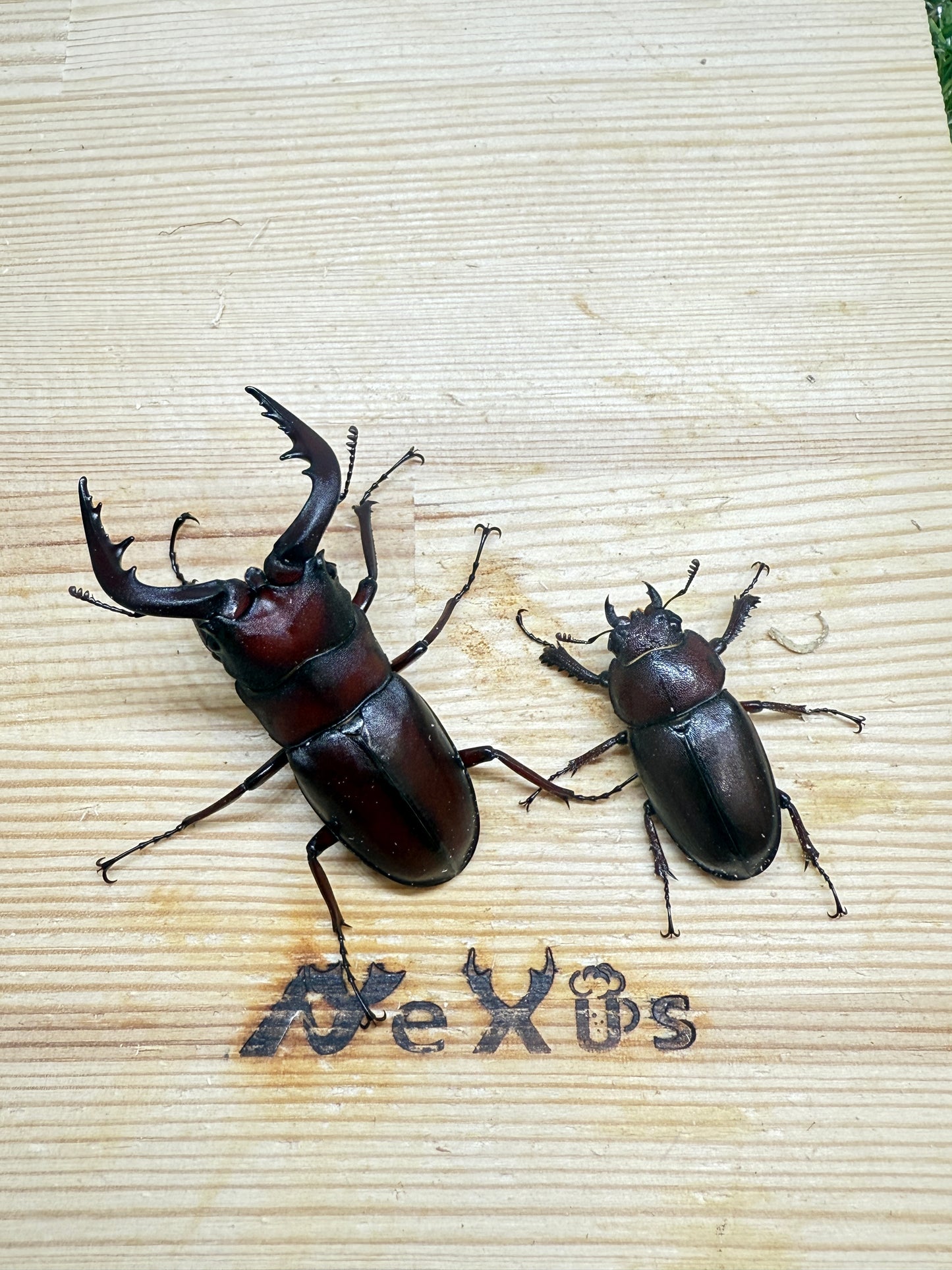ヤクシマノコギリクワガタ　♂55mm成虫ペア