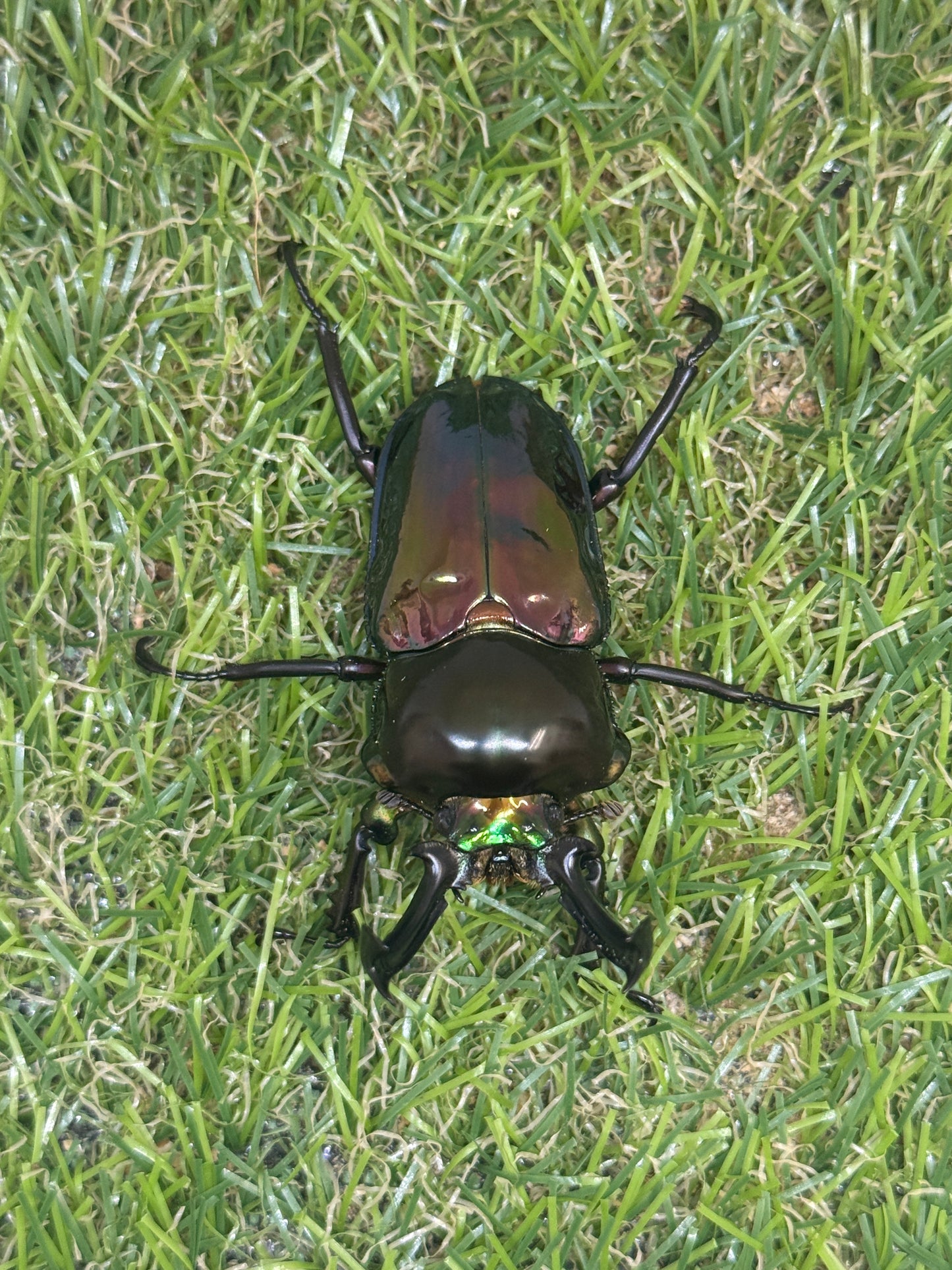 ニジイロクワガタ　♂58mm成虫ペア