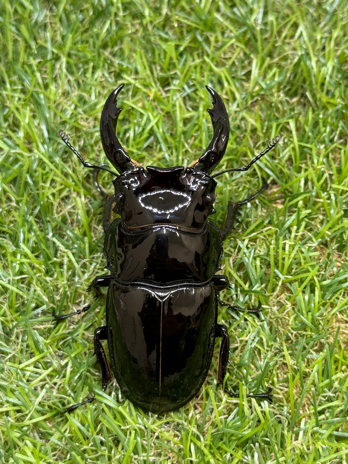 レギウスオオツヤクワガタ　♂72.5mm成虫ペア