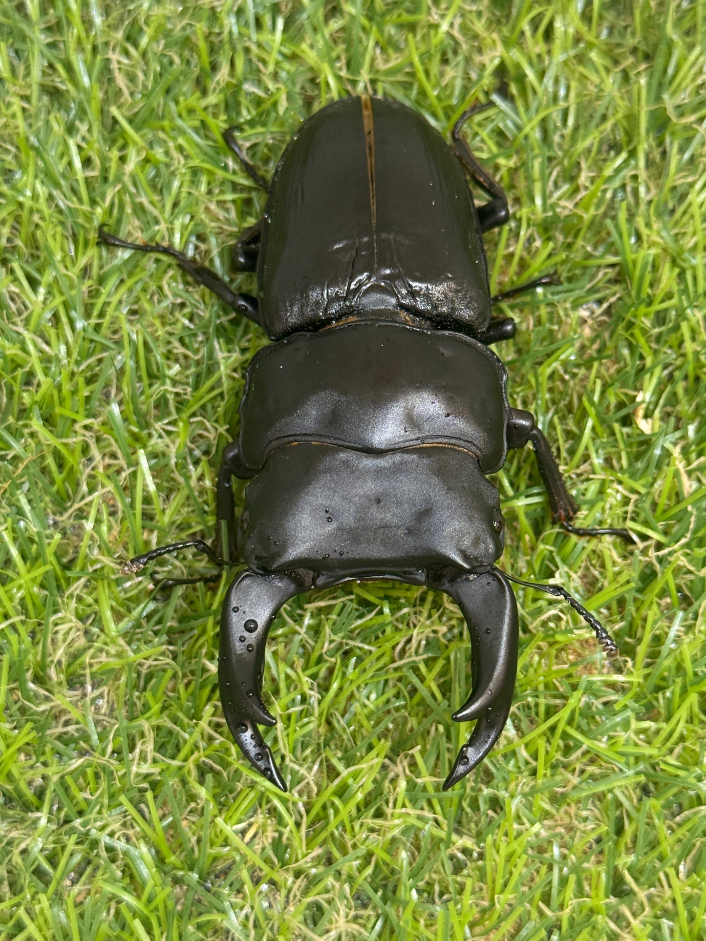 オオクワガタ　奈良輪川西　♂83.7mm成虫ペア　2026年ブリード個体
