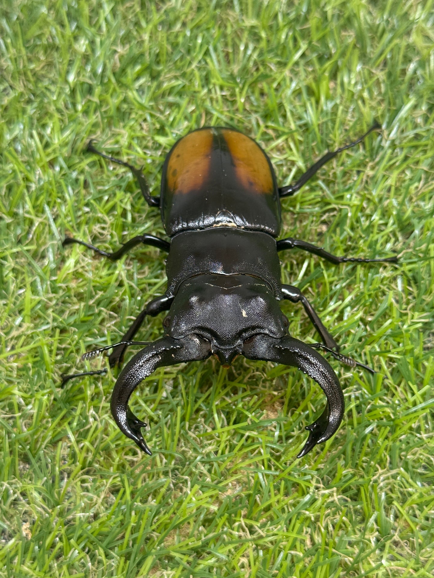 パリーフタマタクワガタ(セアカフタマタクワガタ)　♂82.3mm成虫ペア