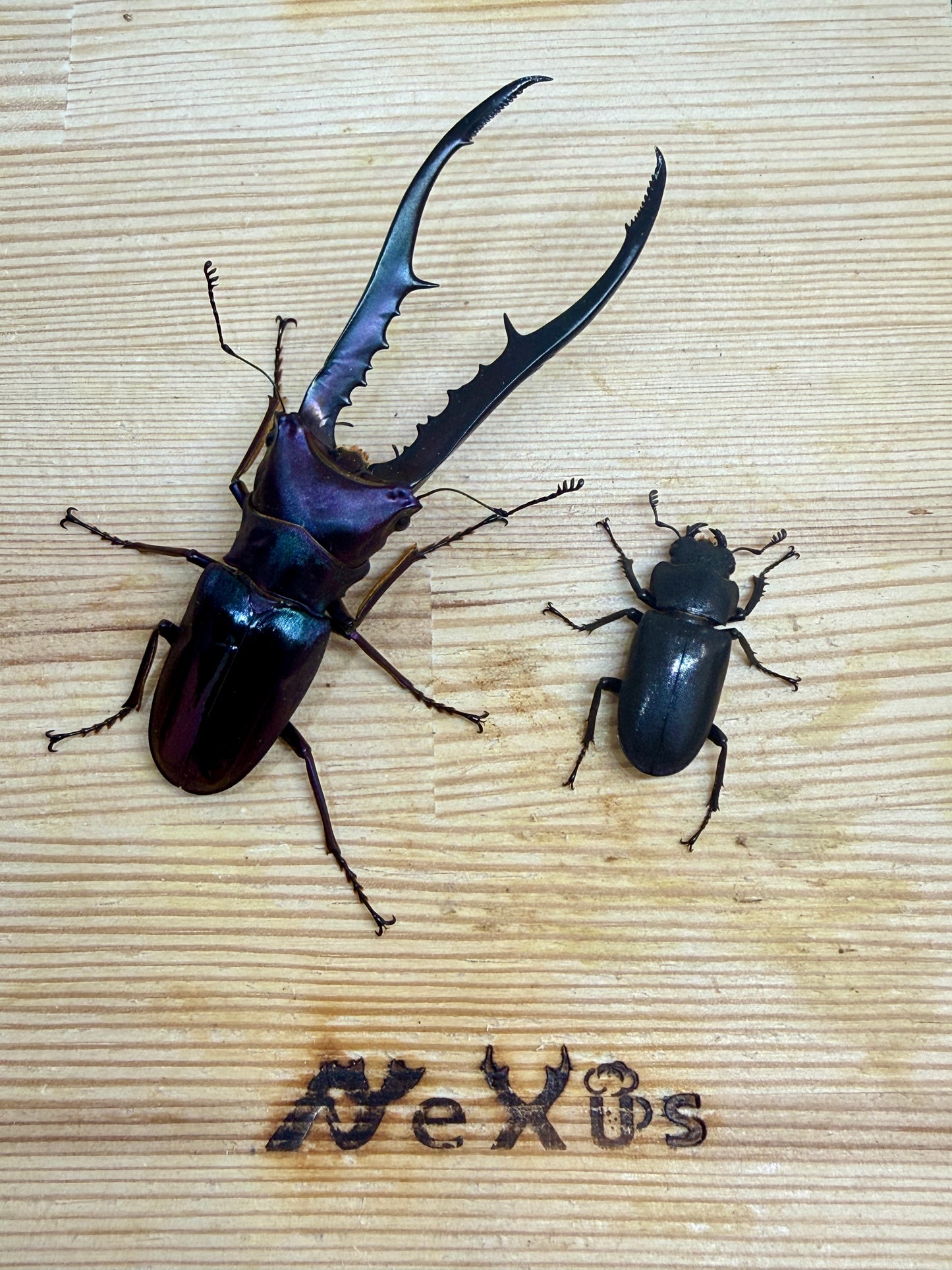 メタリフェルホソアカクワガタ　♂86.7mm成虫ペア