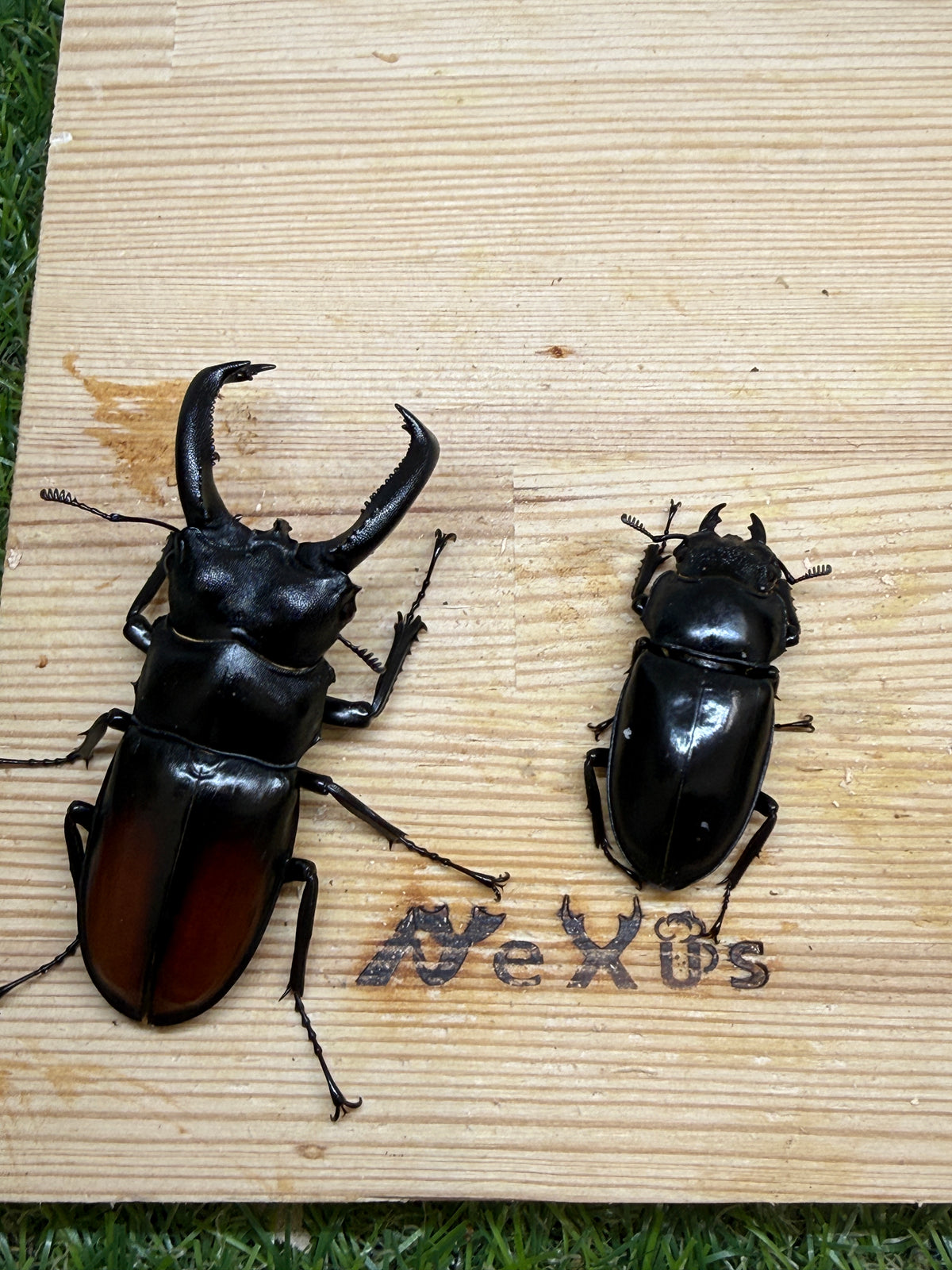サヌチフタマタクワガタ　♂73.5mm成虫ペア