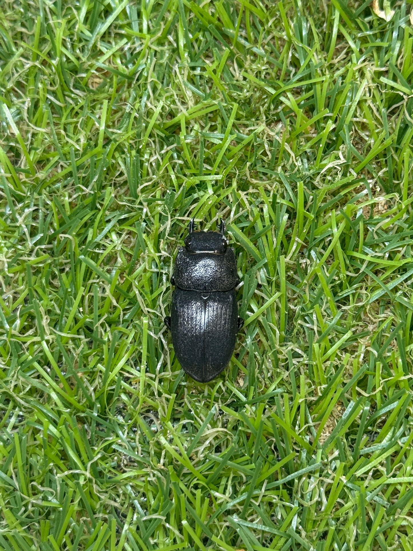 プンクティペンニスネブトクワガタ　♂43mm成虫ペア