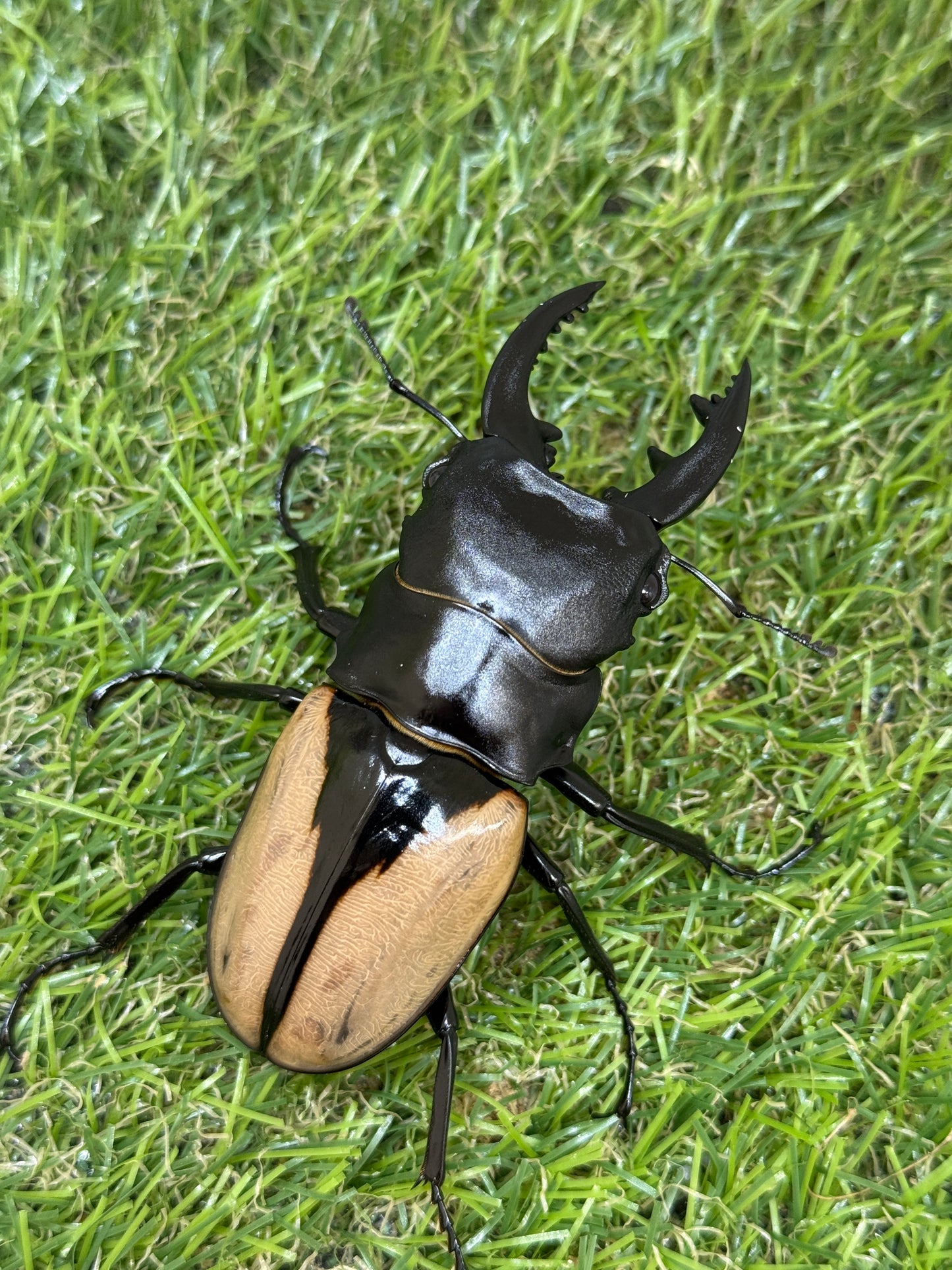 ブルマイスターツヤクワガタ　♂80.2mm成虫ペア