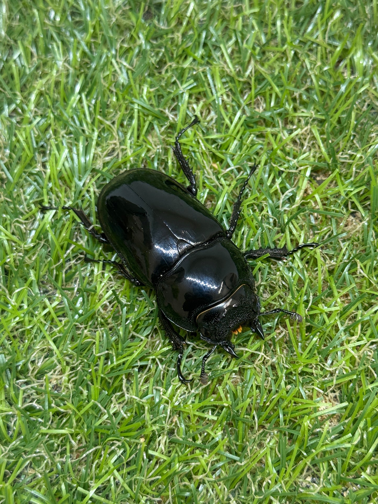 タランドゥスオオツヤクワガタ　♂58.8mm成虫ペア