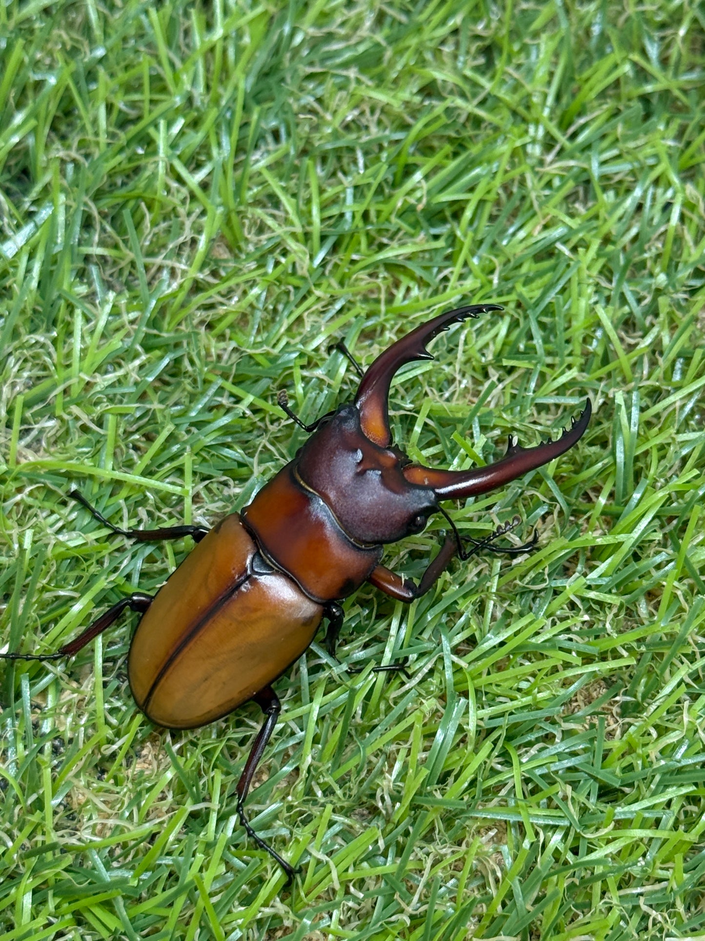 アスタコイデスノコギリクワガタ亜種カルベイ　♂50mm成虫ペア