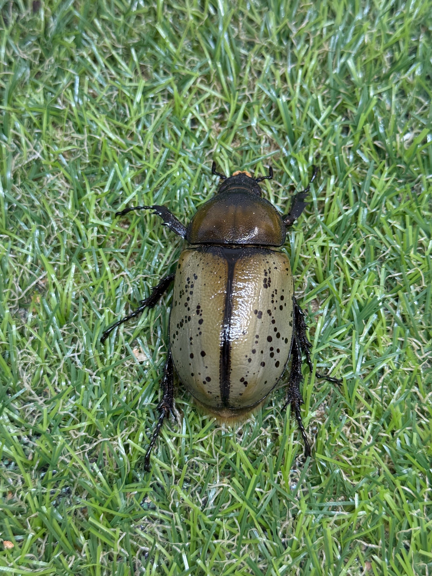 ティティウスシロカブト　♂64mm成虫ペア
