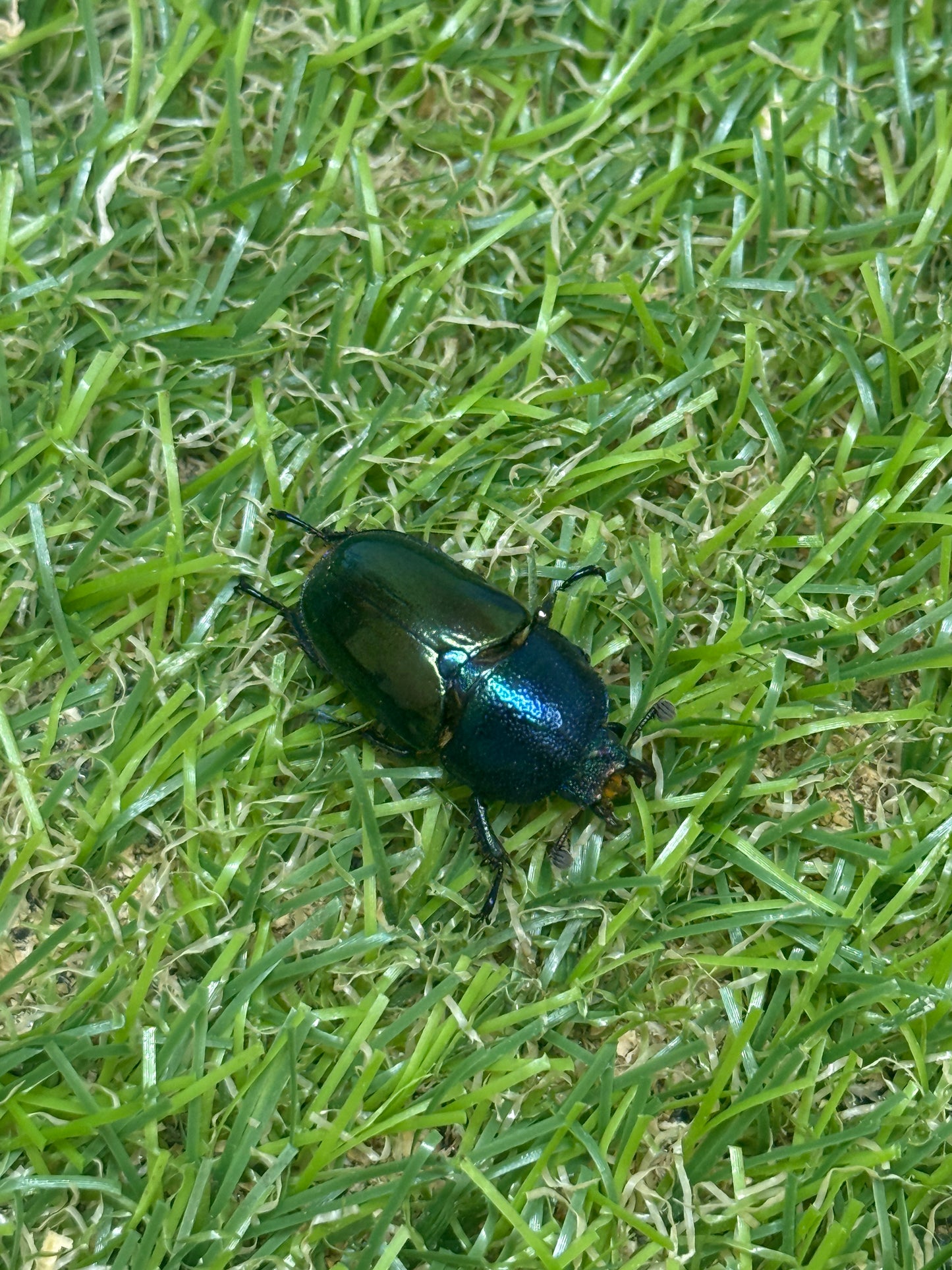 パプアキンイロクワガタ　♂37mm成虫ペア
