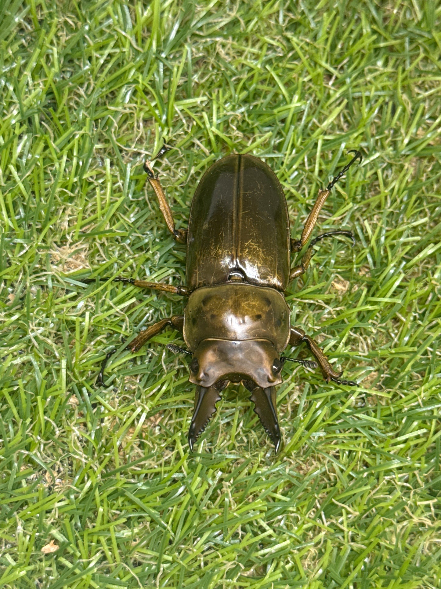 ババオウゴンオニクワガタ　♂55mm成虫ペア